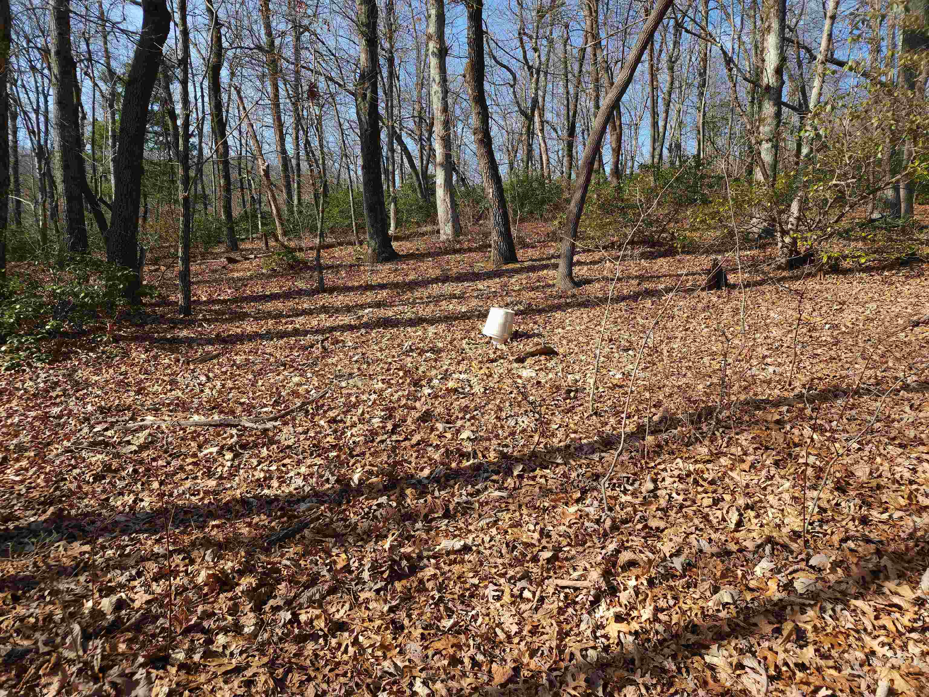 Image 15