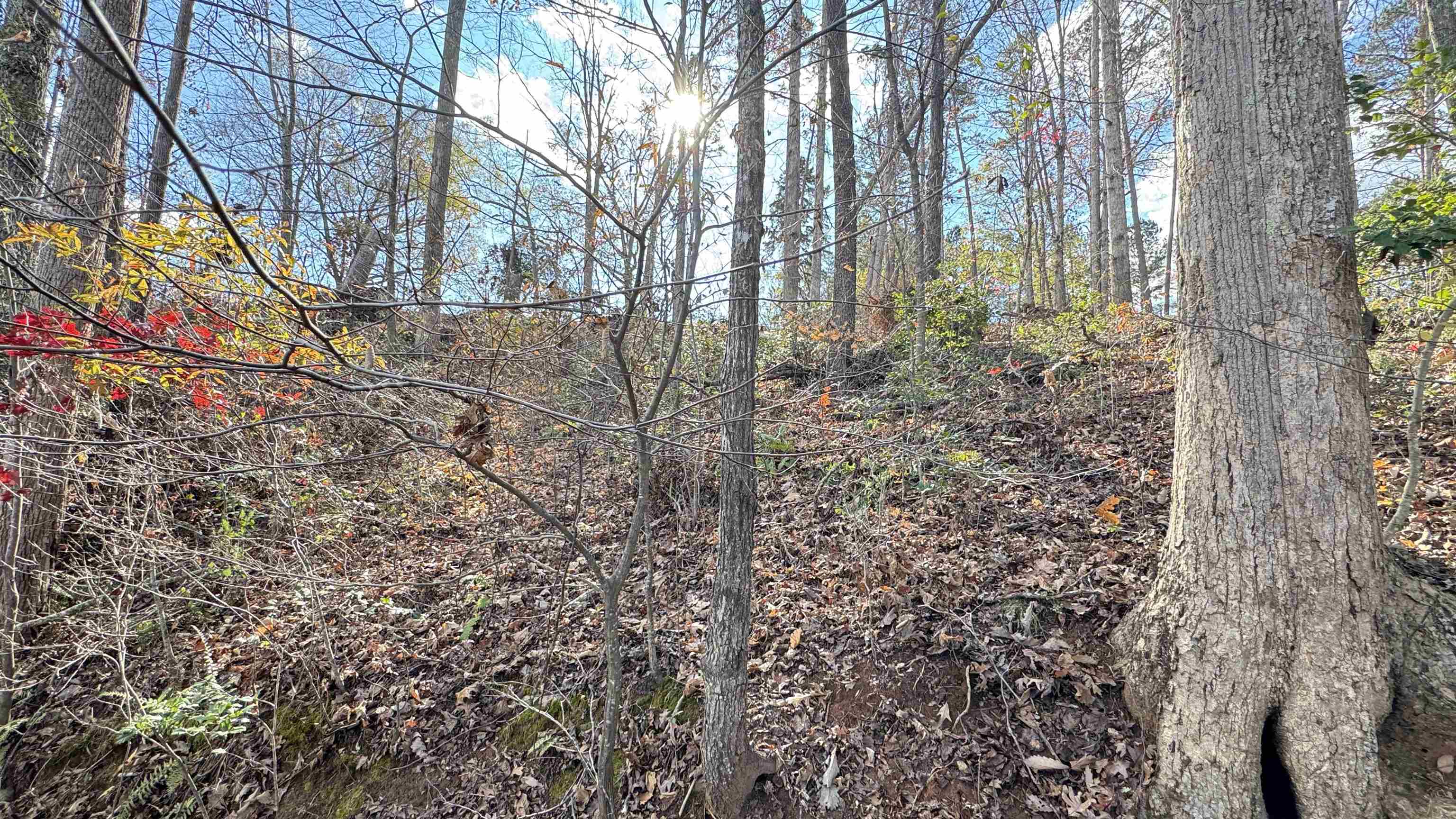 Image 15