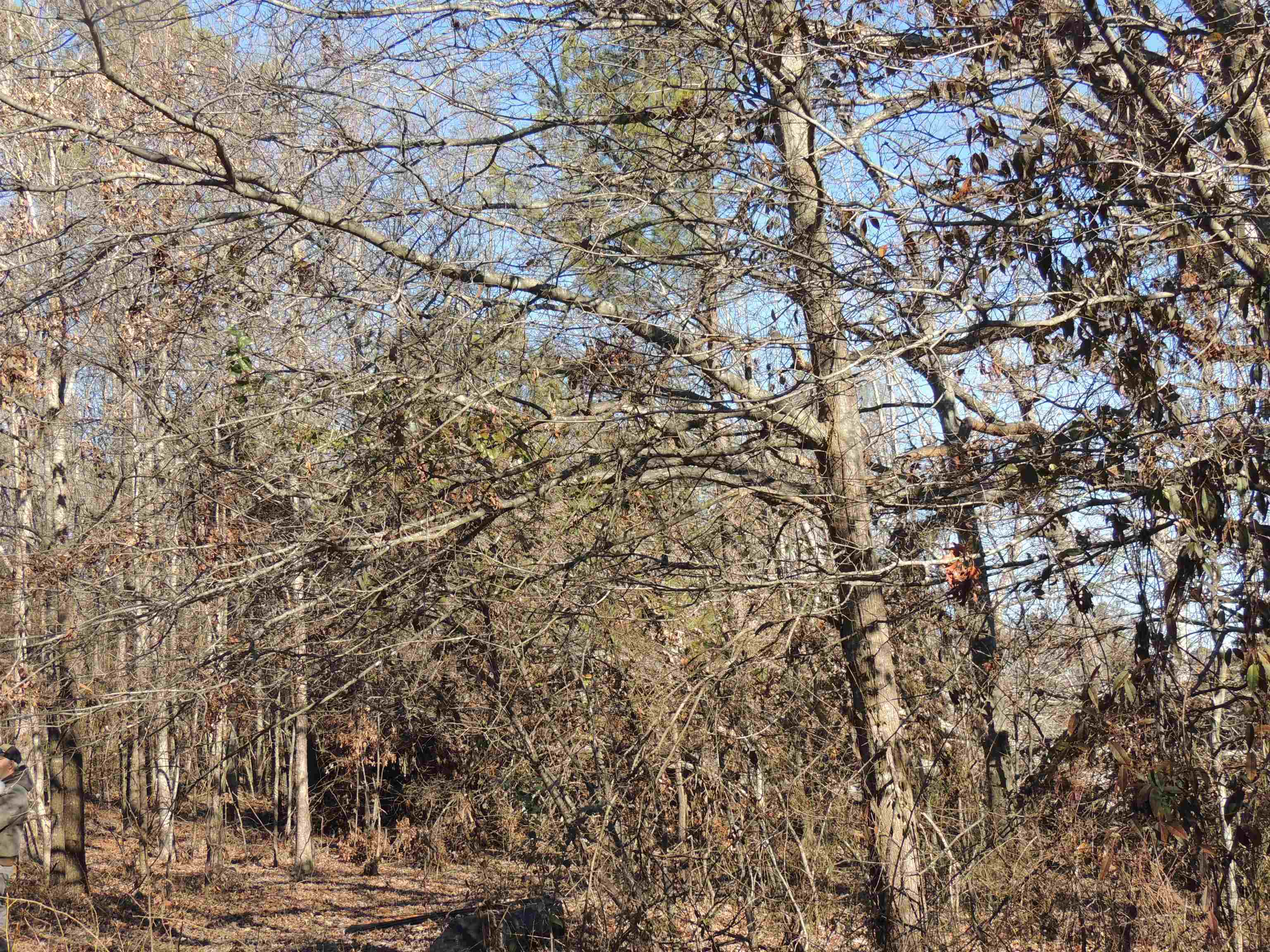 Image 11