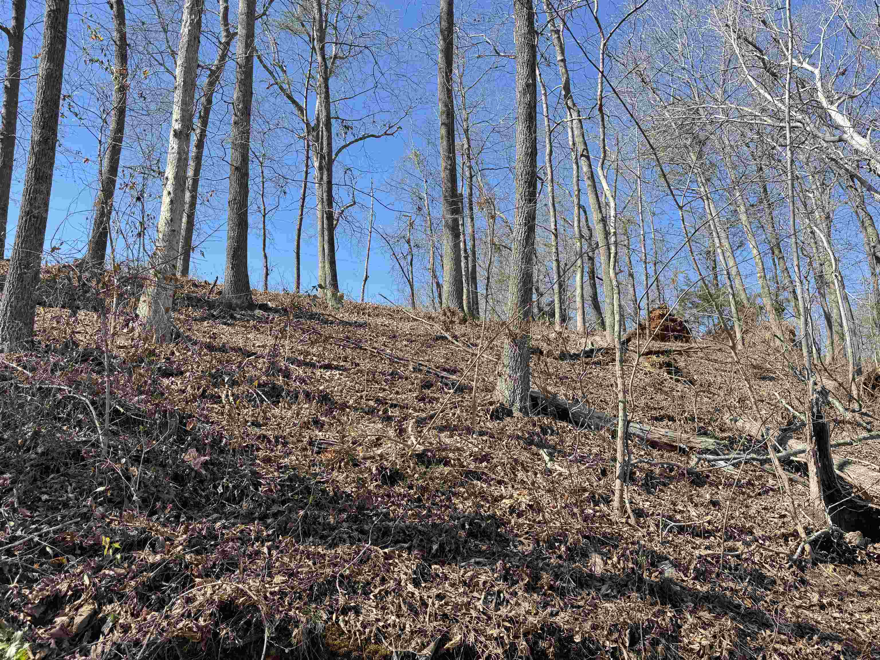 Image 15