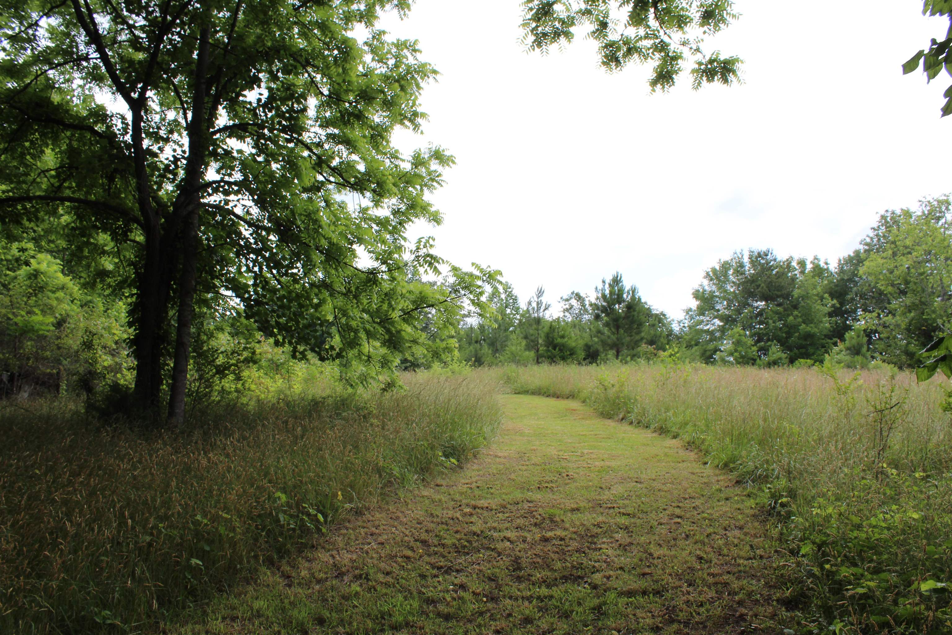 Image 31