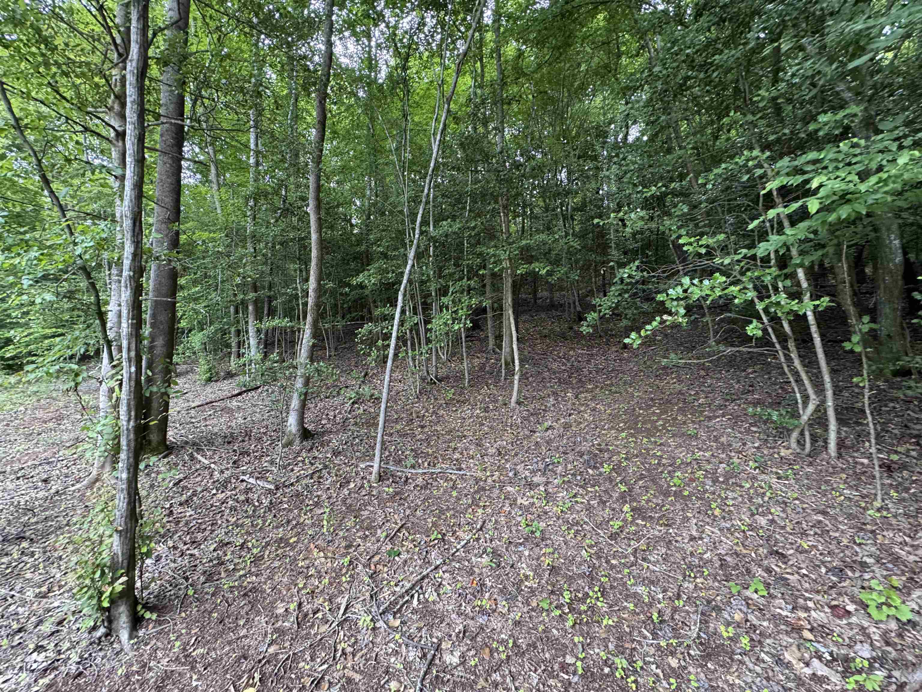 Image 19