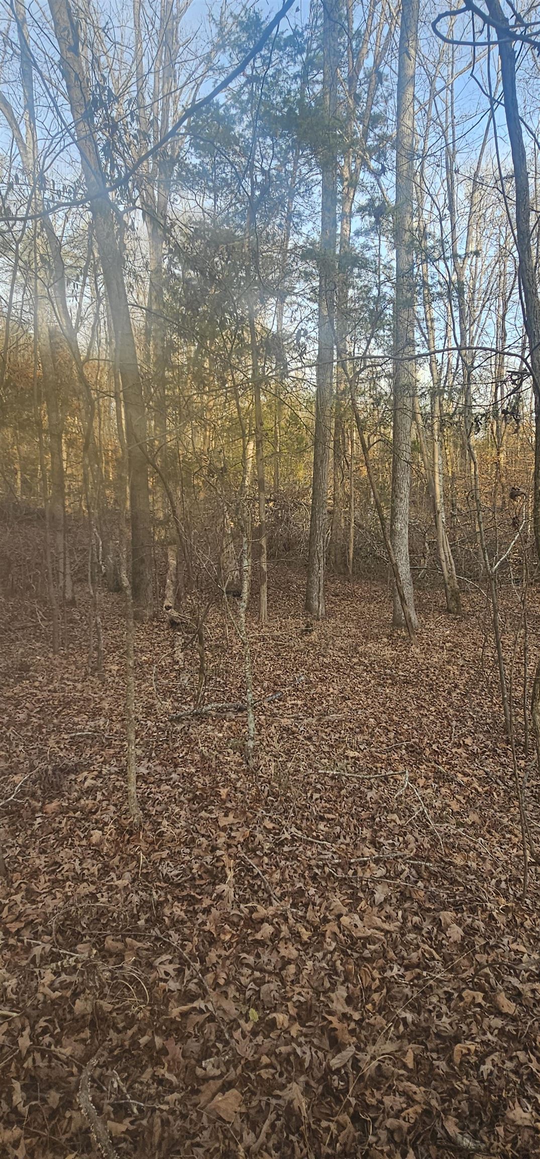 Image 8