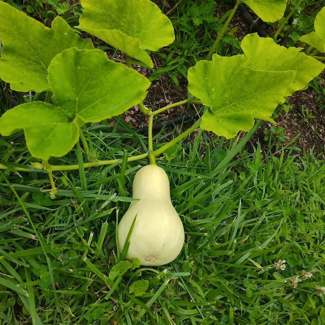 Image 15