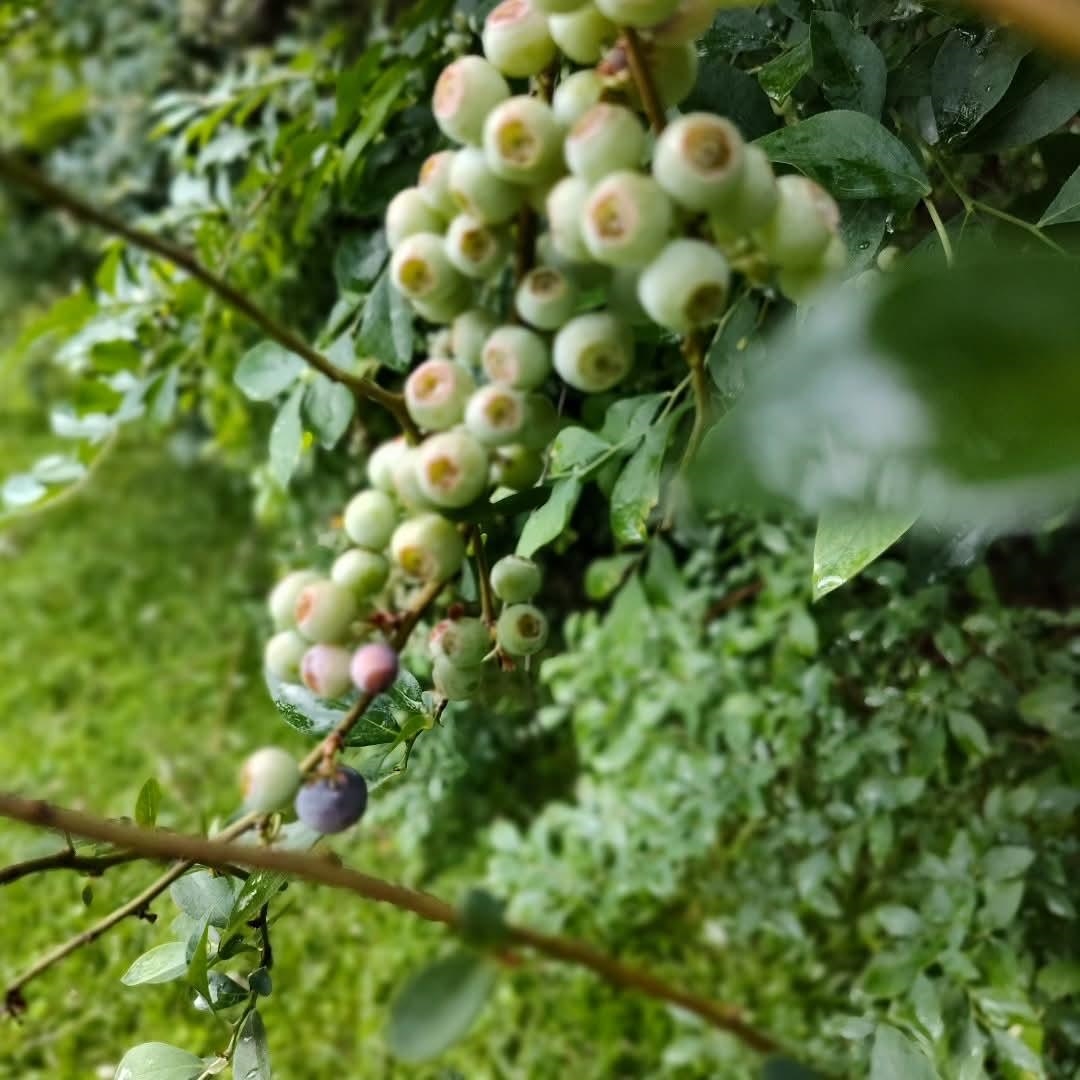 Image 16