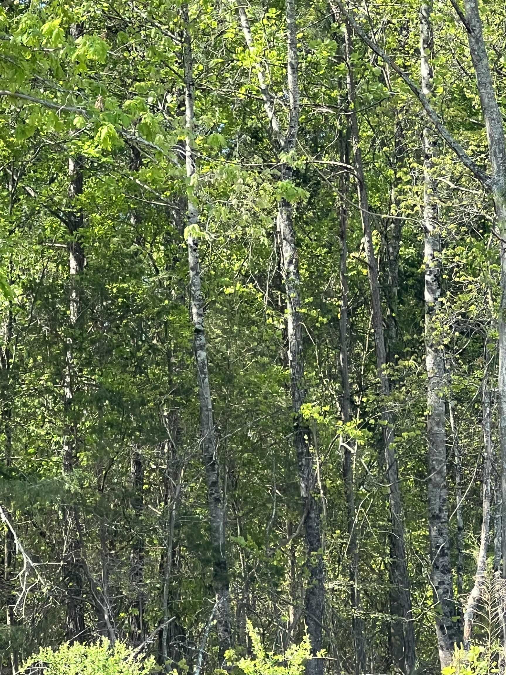 00 Woodfin Road