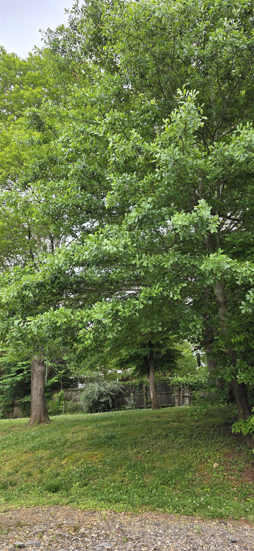 Image 23