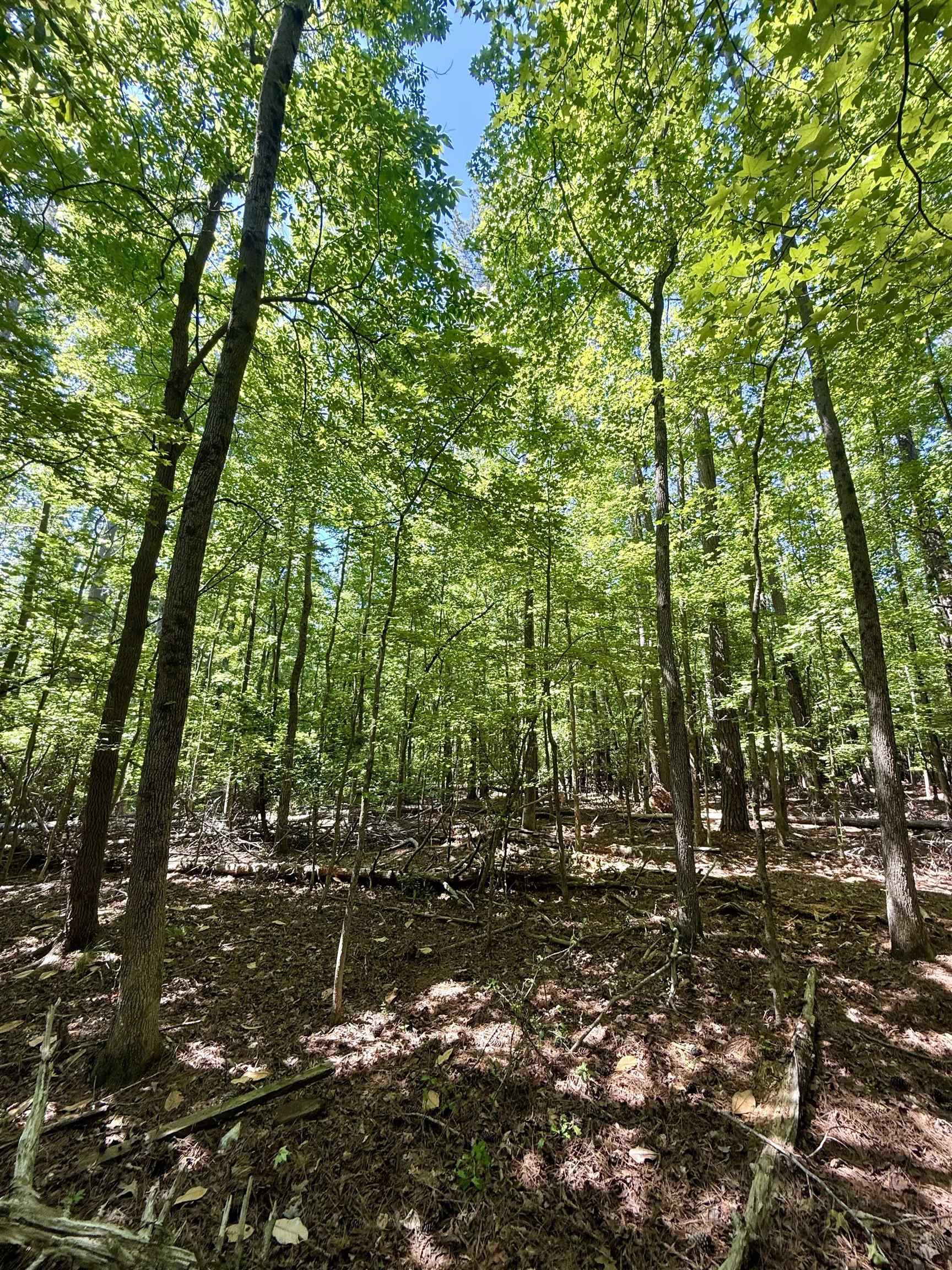 Image 15