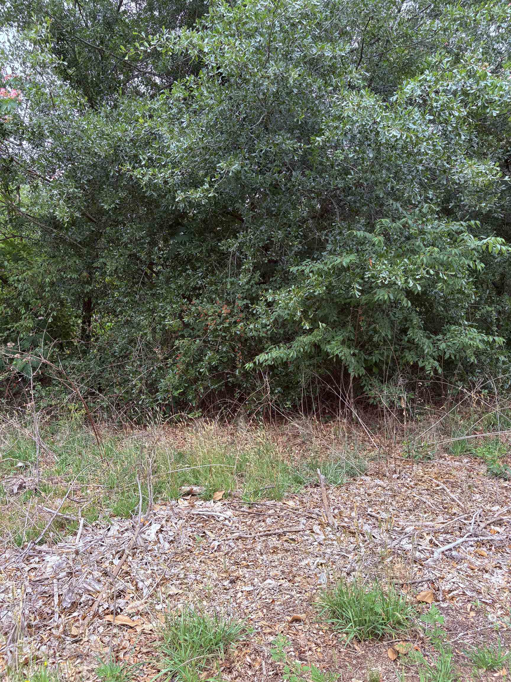 Image 15