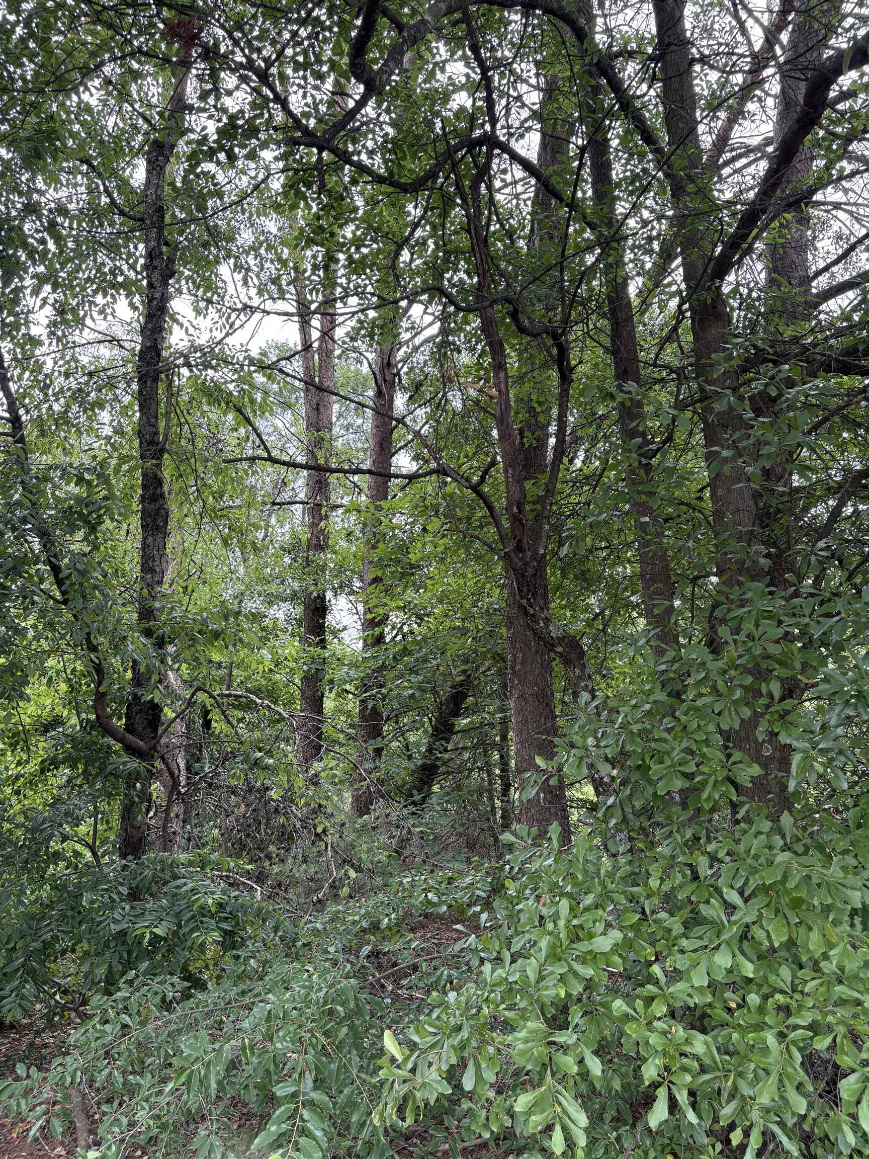 Image 17