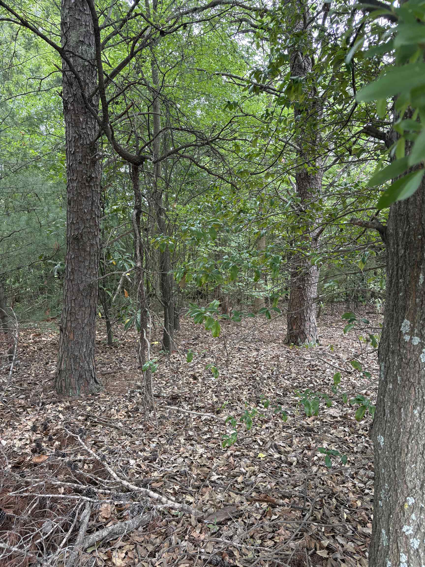 Image 19