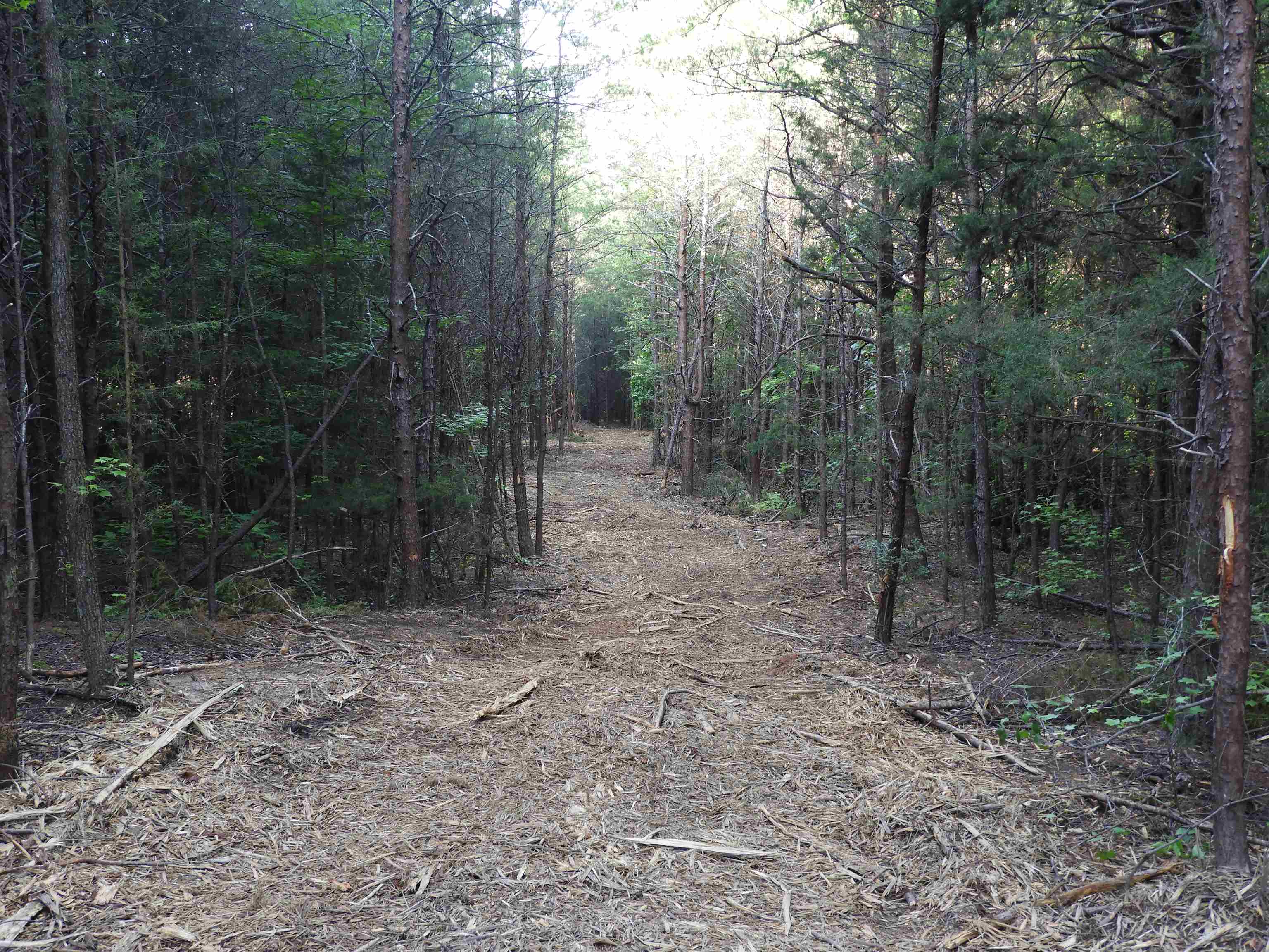 Image 42