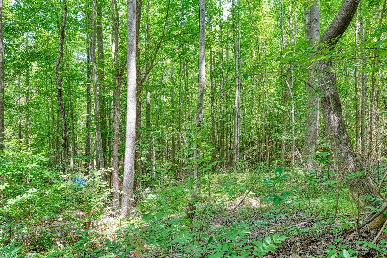 Image 15
