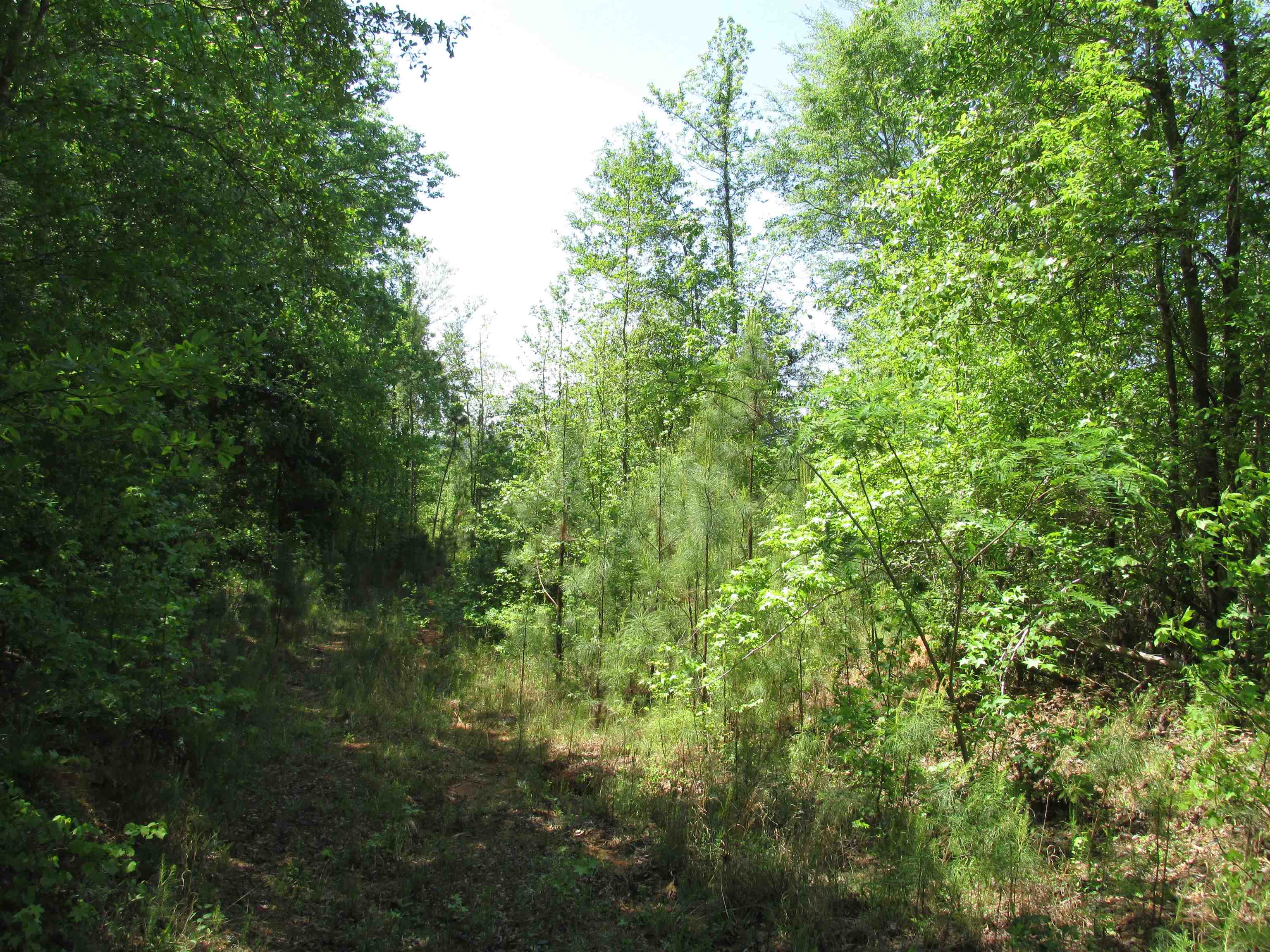 Image 13