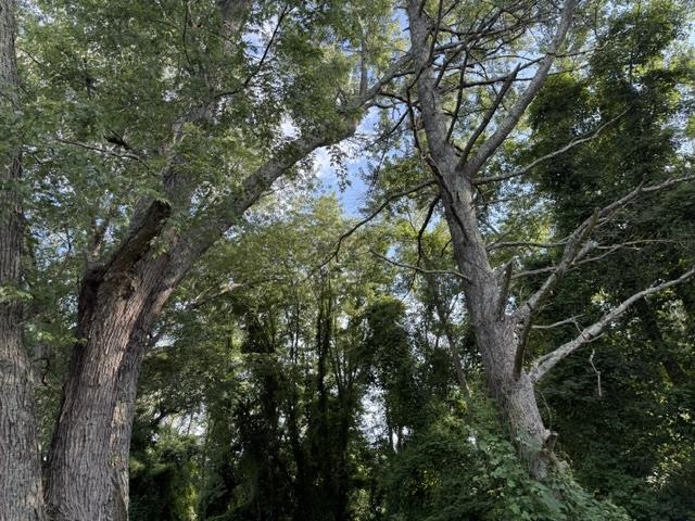 Image 14