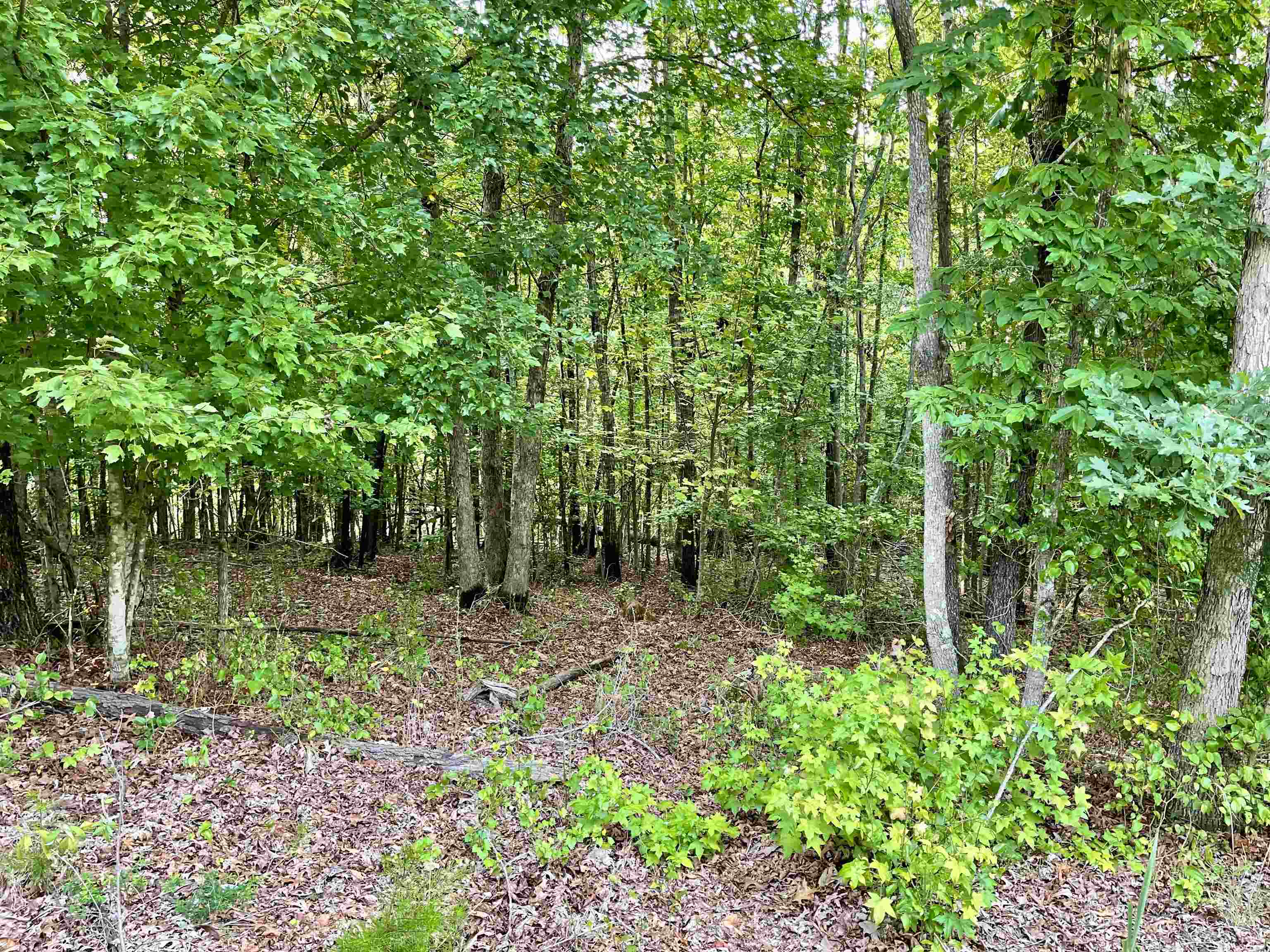 Image 41