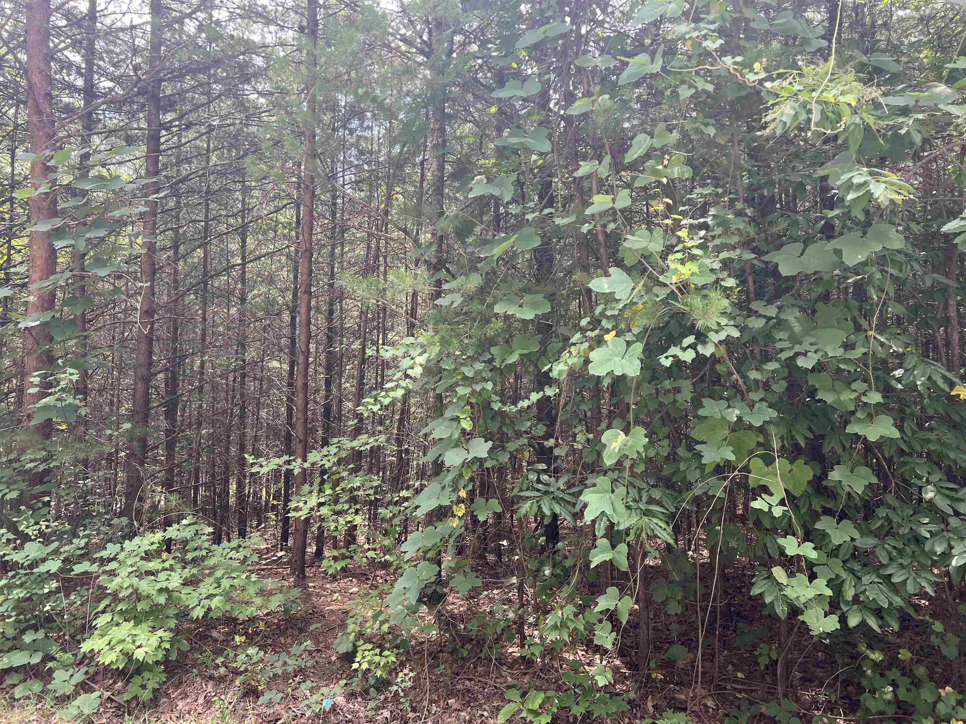 Image 23