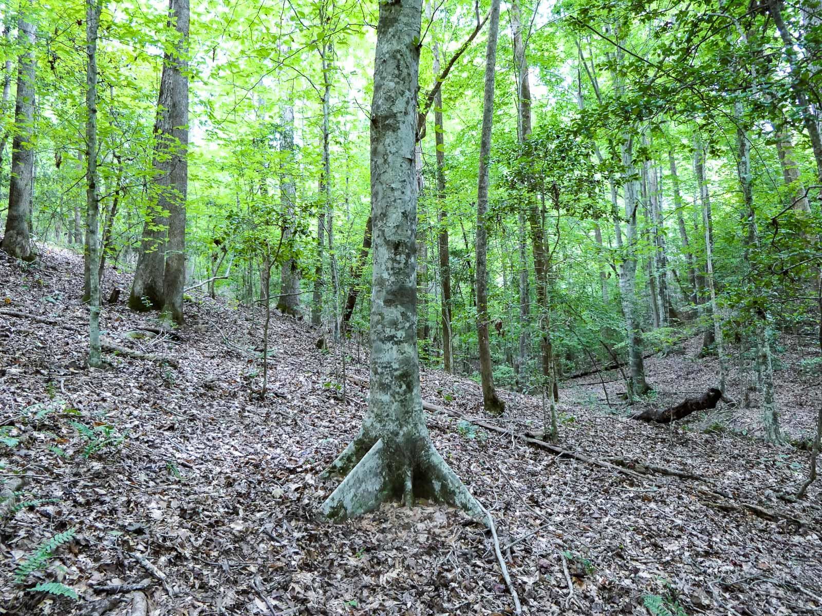 Image 15
