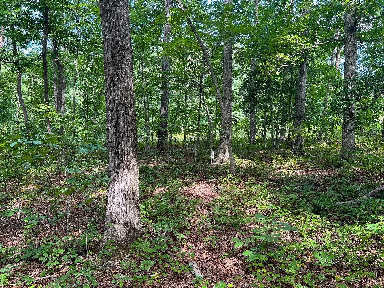 Image 6